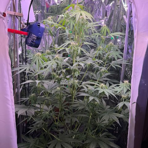 Easy Bud growlog timeline photo
