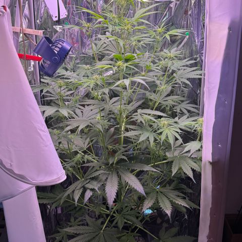 Easy Bud growlog timeline photo