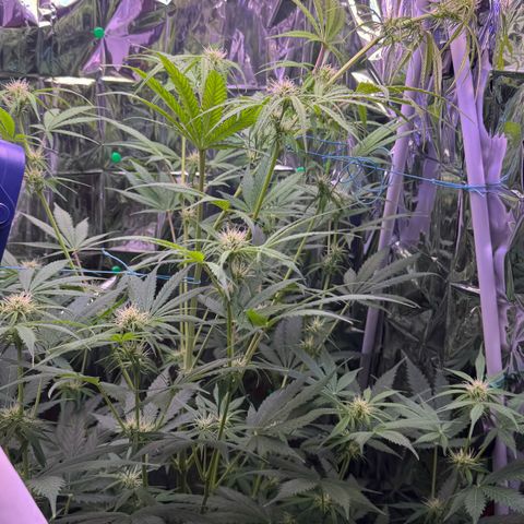 Easy Bud growlog timeline photo