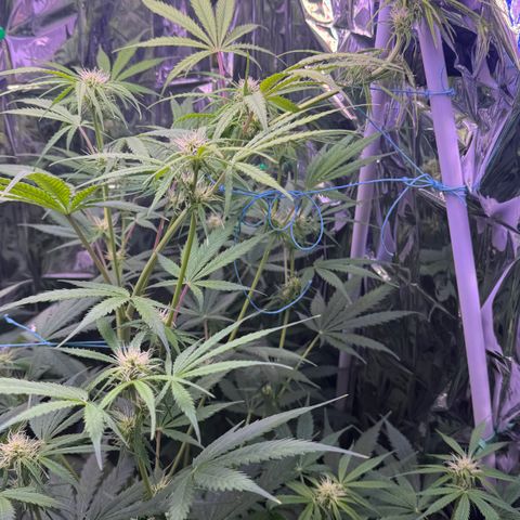 Easy Bud growlog timeline photo
