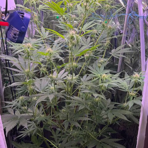 Easy Bud growlog timeline photo