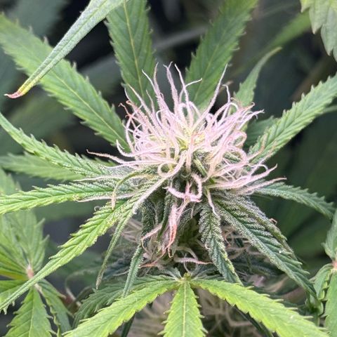 Easy Bud growlog timeline photo