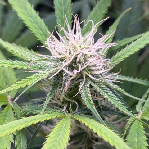 Easy Bud growlog timeline photo