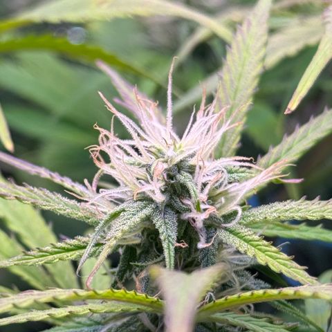 Easy Bud growlog timeline photo