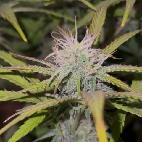 Easy Bud growlog timeline photo