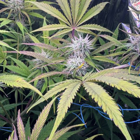 Easy Bud growlog timeline photo