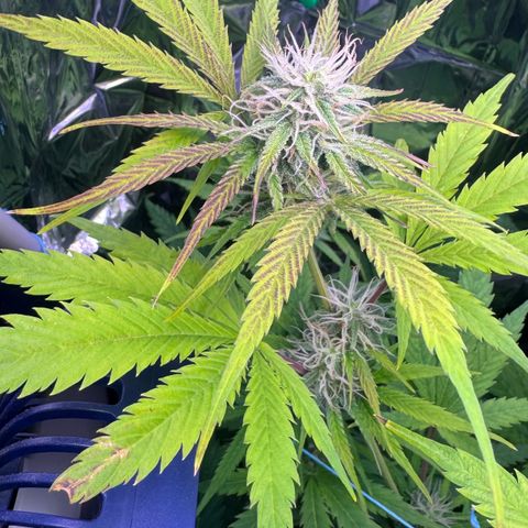 Easy Bud growlog timeline photo