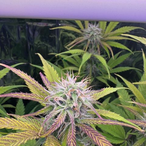 Easy Bud growlog timeline photo