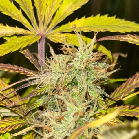 Easy Bud growlog timeline photo