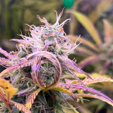 Easy Bud growlog timeline photo