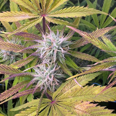 Easy Bud growlog timeline photo