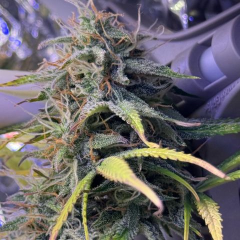 Easy Bud growlog timeline photo