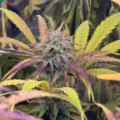 Easy Bud growlog timeline photo