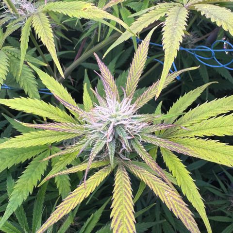 Easy Bud growlog timeline photo