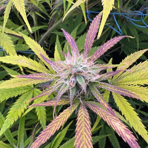 Easy Bud growlog timeline photo