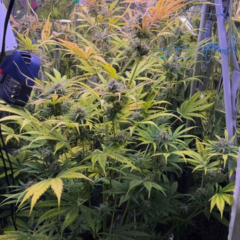 Easy Bud growlog timeline photo