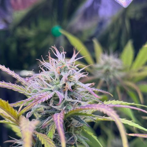 Easy Bud growlog timeline photo