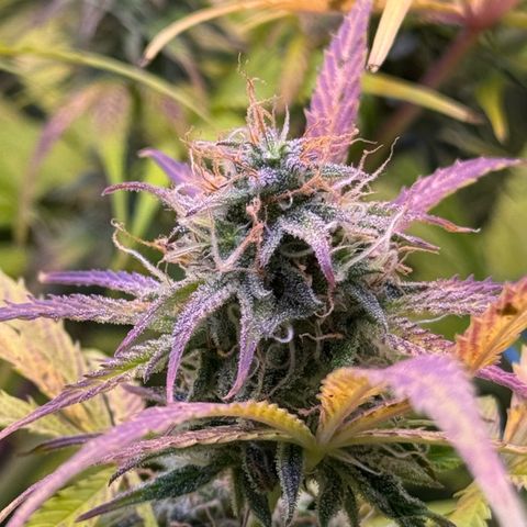 Easy Bud growlog timeline photo