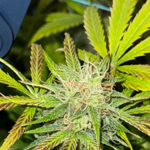 Easy Bud growlog timeline photo