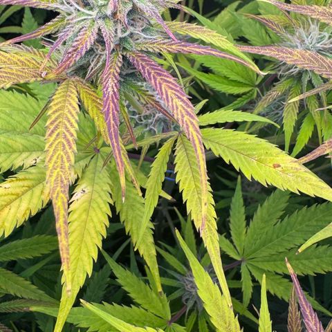 Easy Bud growlog timeline photo