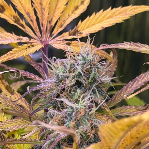 Easy Bud growlog timeline photo