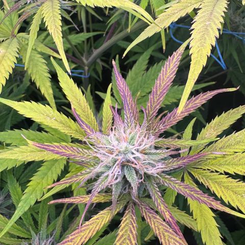 Easy Bud growlog timeline photo