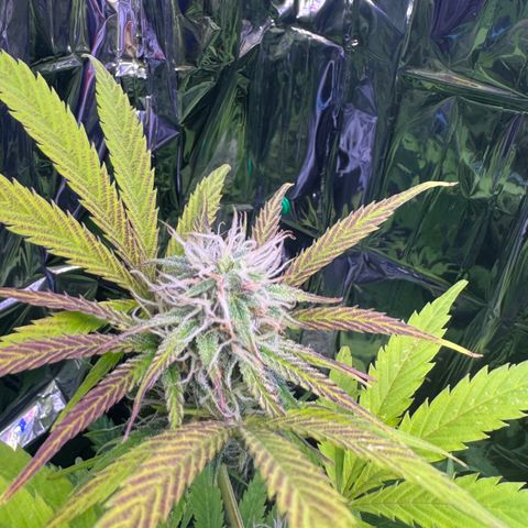 Easy Bud growlog timeline photo