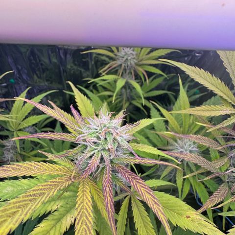 Easy Bud growlog timeline photo
