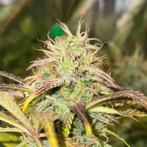 Easy Bud growlog timeline photo