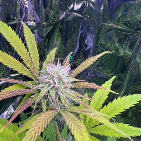 Easy Bud growlog timeline photo