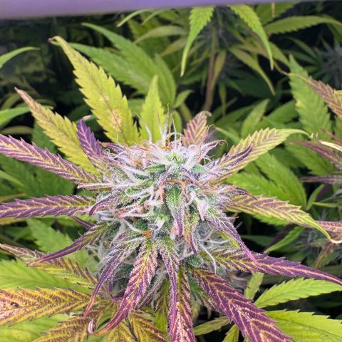 Easy Bud growlog timeline photo