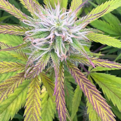 Easy Bud growlog timeline photo