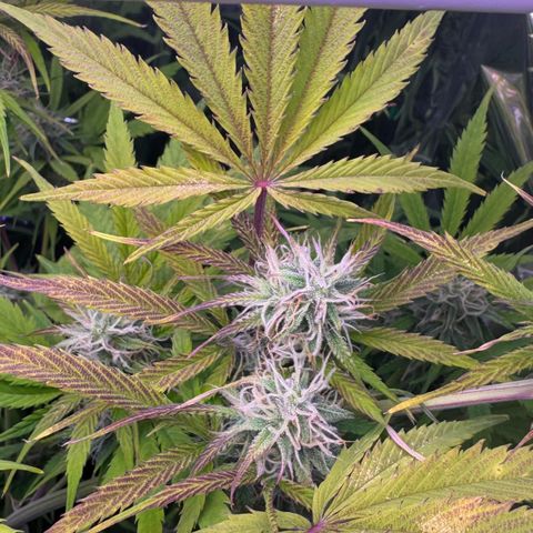 Easy Bud growlog timeline photo