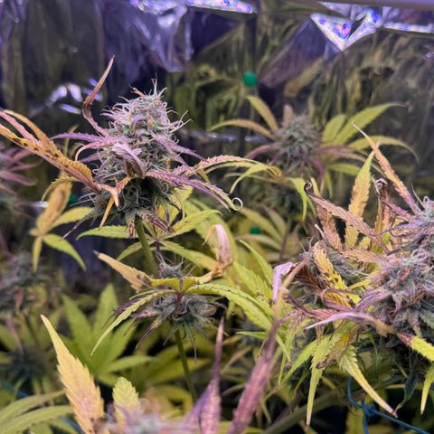 Easy Bud growlog timeline photo