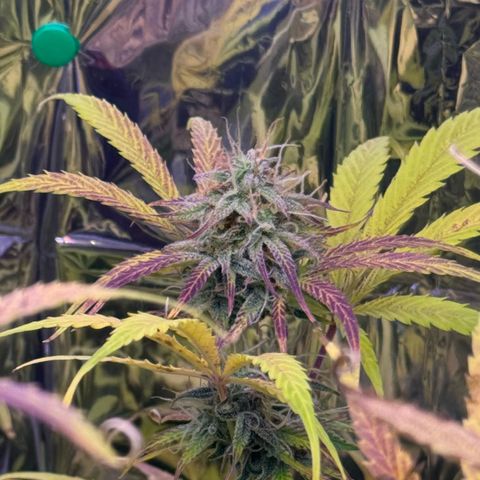 Easy Bud growlog timeline photo