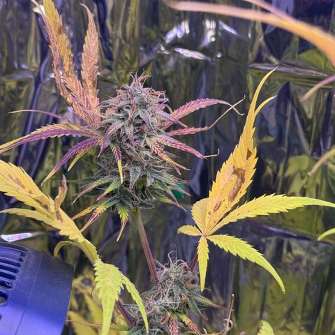 Easy Bud growlog timeline photo