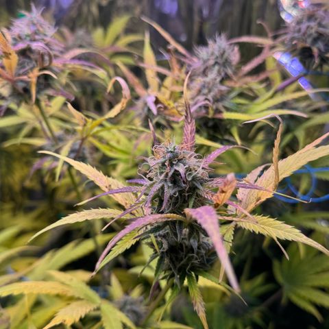 Easy Bud growlog timeline photo