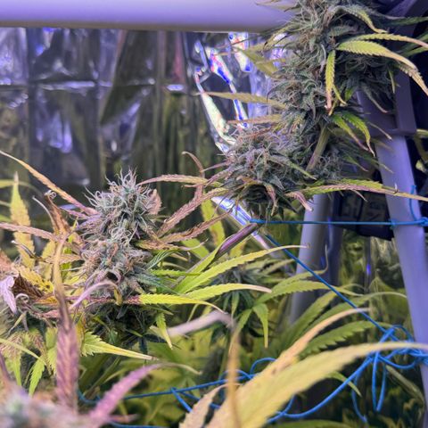 Easy Bud growlog timeline photo