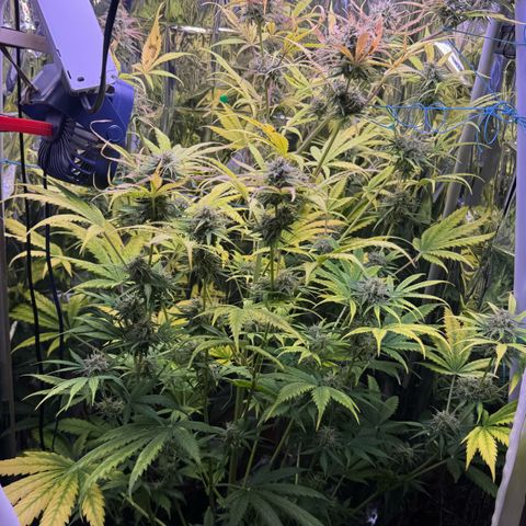 Easy Bud growlog timeline photo