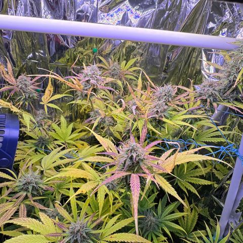 Easy Bud growlog timeline photo