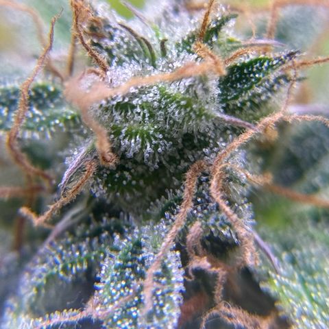 Easy Bud growlog timeline photo