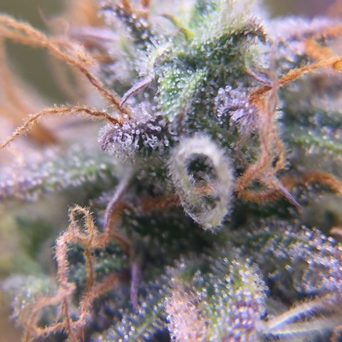 Easy Bud growlog timeline photo