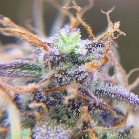 Easy Bud growlog timeline photo