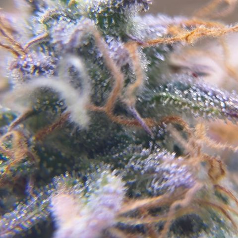 Easy Bud growlog timeline photo