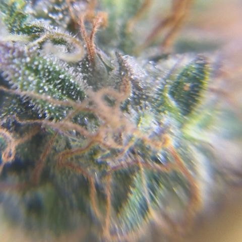 Easy Bud growlog timeline photo