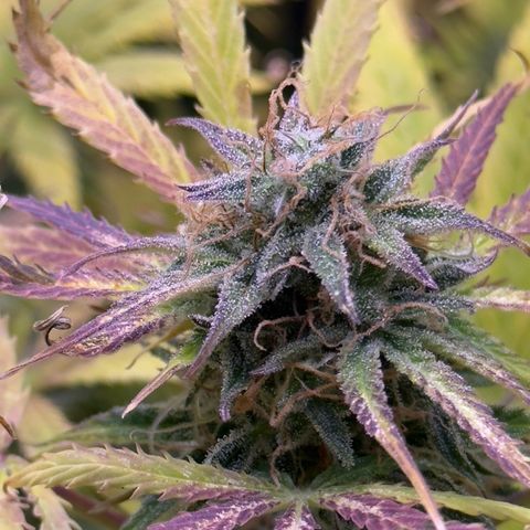 Easy Bud growlog timeline photo