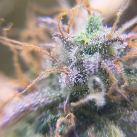 Easy Bud growlog timeline photo
