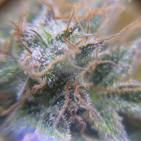 Easy Bud growlog timeline photo