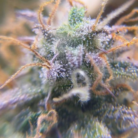 Easy Bud growlog timeline photo