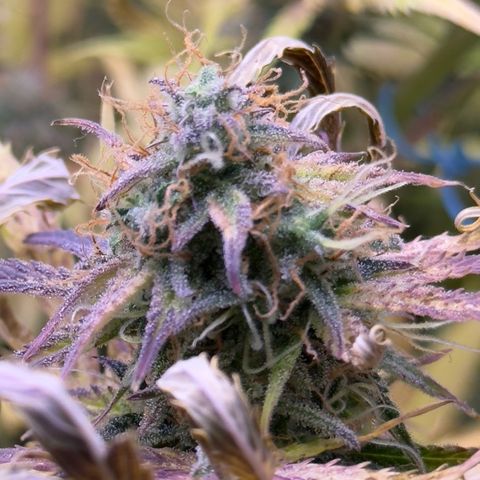 Easy Bud growlog timeline photo